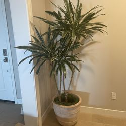 Real House Plant
