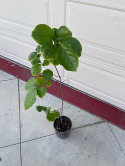 Fuyu persimmon plant