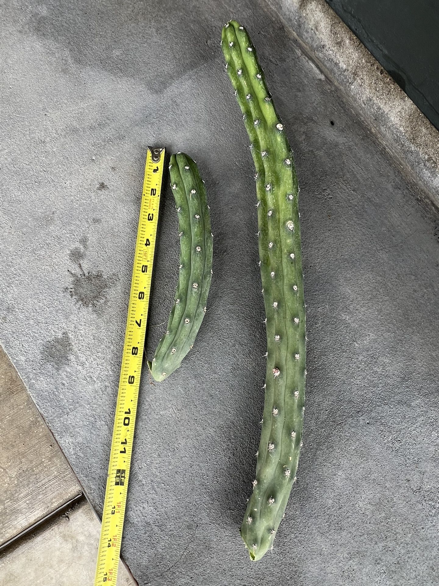 Cactus Cutting Plants Succulents