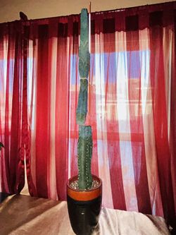 Large Cactus 6 Inch Pot 