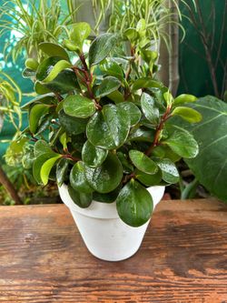 Plants indoor