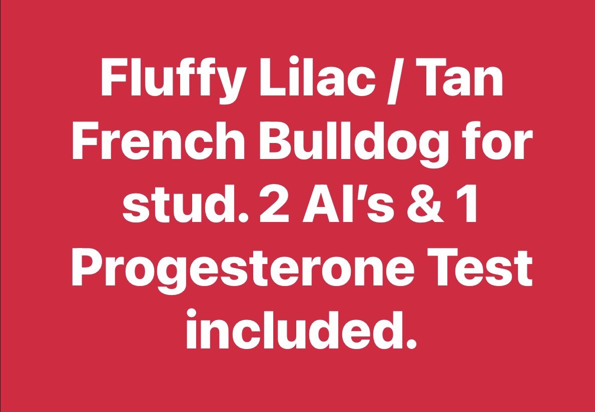 Canine Progesterone Testing I's Pregnancy Test