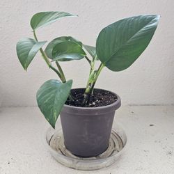 8" Devils Ivy Pothos