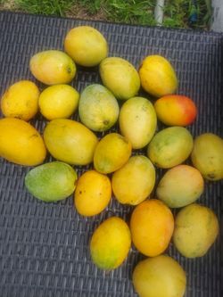 Premium Alphonso Mangoes 🥭 Sweet, Juicy & Fresh $5 per pound