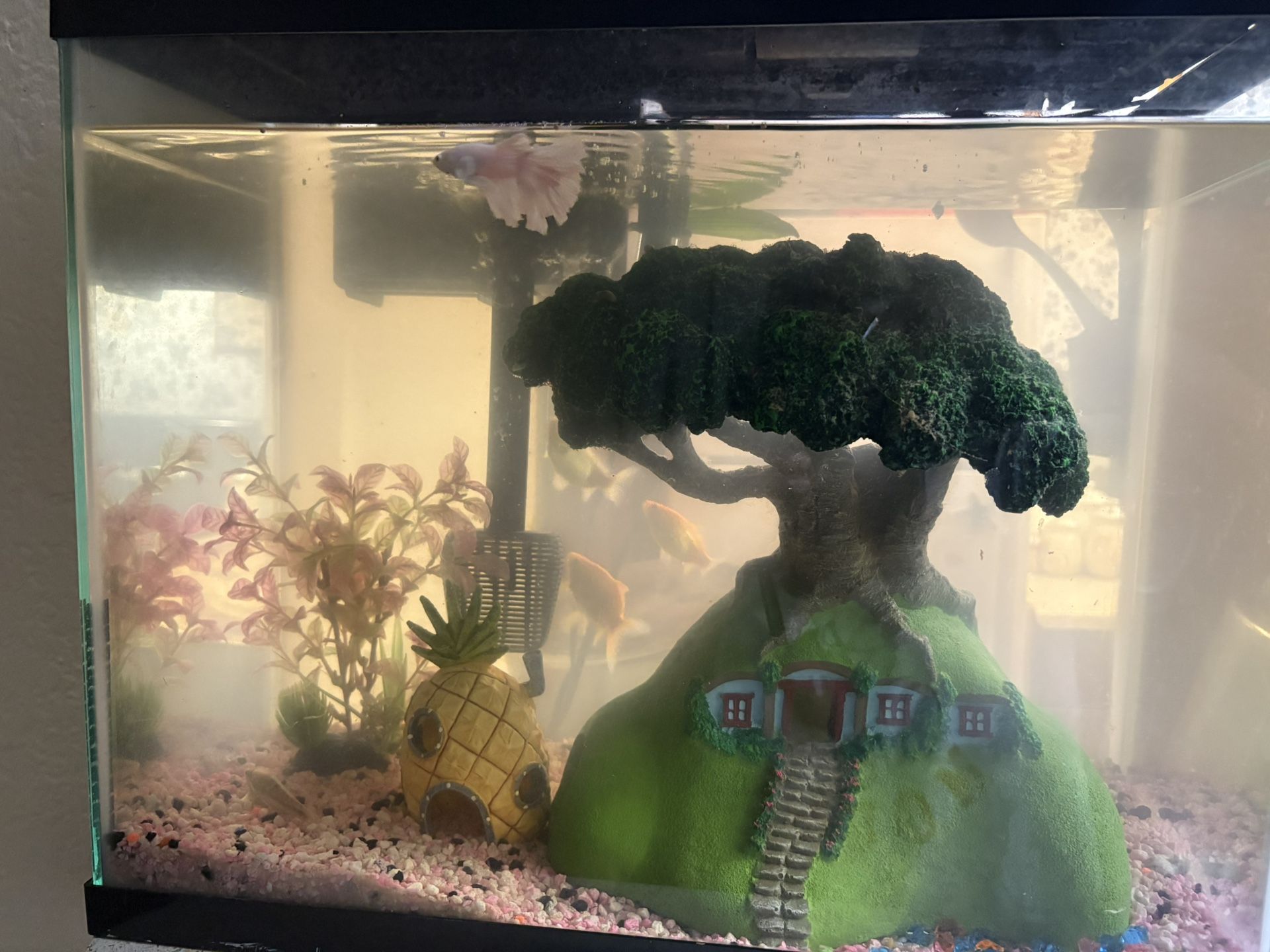 fish tank with everything inside