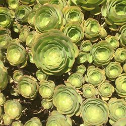 Succulent Cuttings Blushing Beauty - some free, some for sale