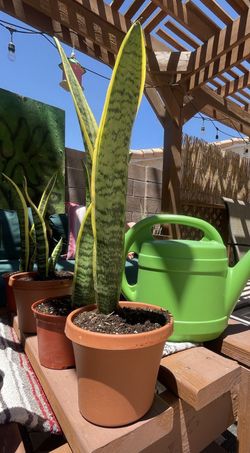 10-12 Inch Snake Plants For Sale!!!!