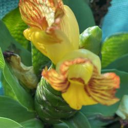 Insulin Plant(Costus Igneous)