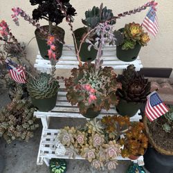 Succulent plants