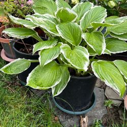 Large Hosta Potted Plant 