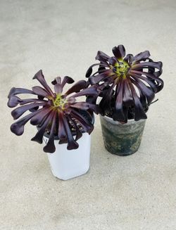 Succulents plants 🪴（2 for $5）