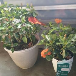 Potted Flower