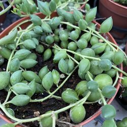 🍃🍃💚succulents 💚🍃🍃
