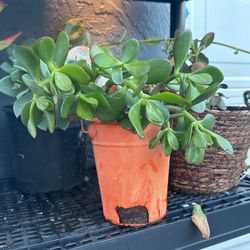 Jade Tree