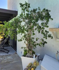 Ficus tree.
