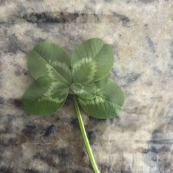 5 leaf clover