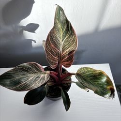 Philodendron Pink Birkin