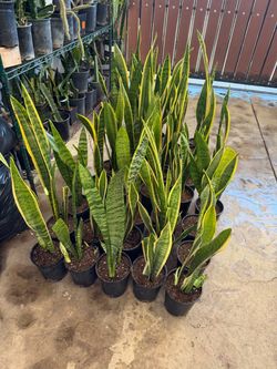 Snake plant