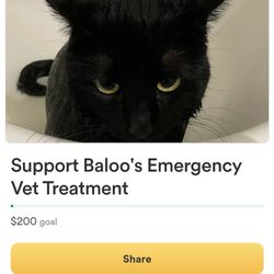 Help Support My Cat, Baloo
