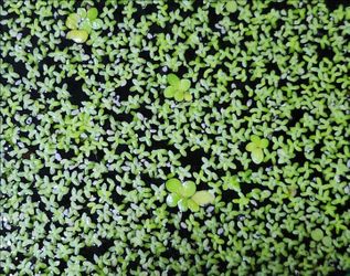 Duckweed (Spirodela polyrhiza)