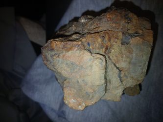 Fossilized/petrified Wood Stump.prehistoric.