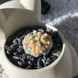 Variegated Astrophytum Asterias Cactus