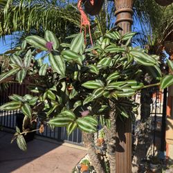 Hanging Tradescantia Zebrina Wandering Jew 