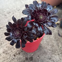 Dark Night Beauty