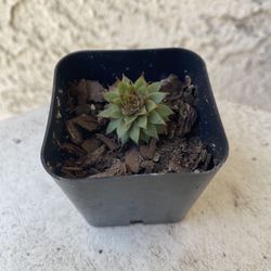 2 Inch Pot Succulent Plant - Sempervivum Calcareum Greenii - Red Tipped Houseleek- Rooted & Established - Drought Resistant 🪴 Perfect Baby Bridal Sho