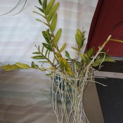 Orange Ground Orchids $1 Each Deltona Front Porch Pickup