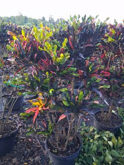 Croton mamay