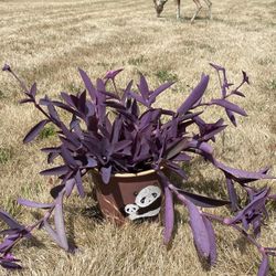 Purple Flower Vine Plant
