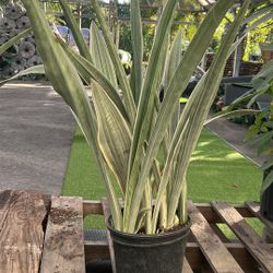 White Snake Plant - 3gl