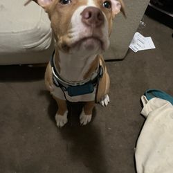 Jugbow Dog Training Collar 