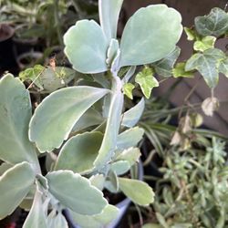 Calanchoe
