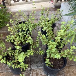 Plants of Abundance In One Gallón $12 Each Price Firm