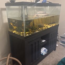 75 Gallon Turtle Tank For Sale! 