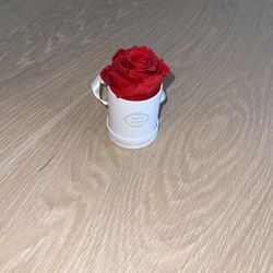 Venus et Fleur Single Rose 