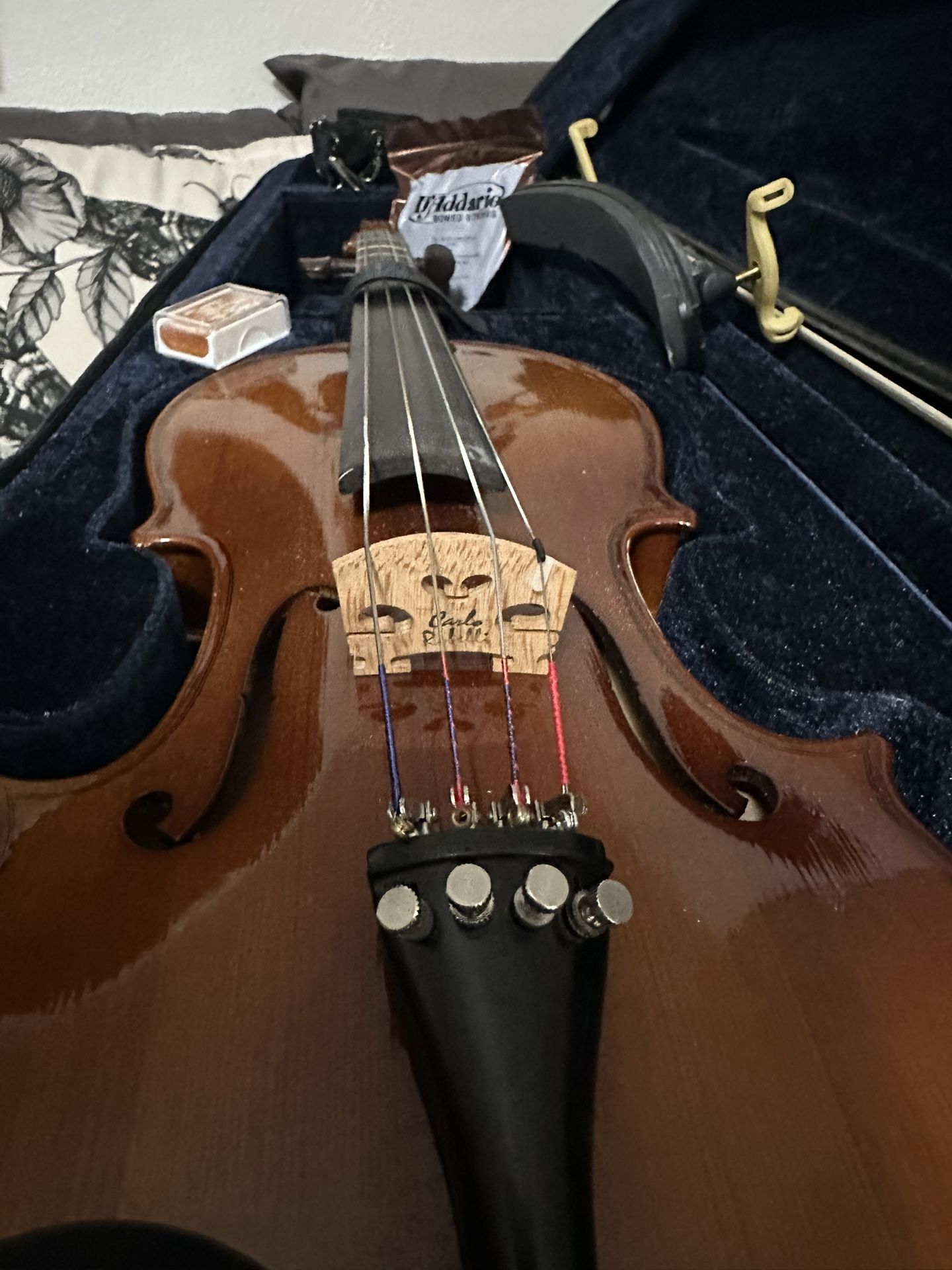 Viola