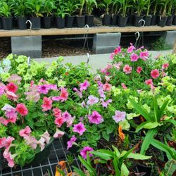 Petunias De Canasta Diferentes Colores 