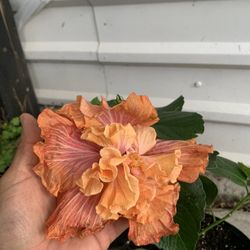 Hibiscus Caju Rum Rascal Plant 