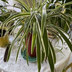 Spider Plant