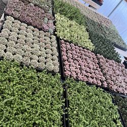 New 2” Succulents Just Arrived Today $1.35 Each $63 For Tray Of 64 Plants 