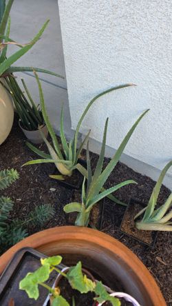 Plant Aloe Vera