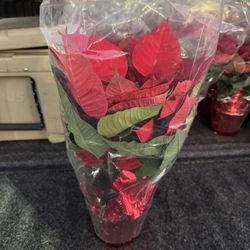 Poinsettias For Sale! 20 Available $2.50 Each