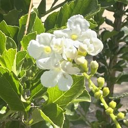 Duranta Plant 