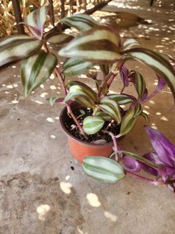 wandering jew plant
