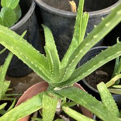 Aloe Vera Plant 