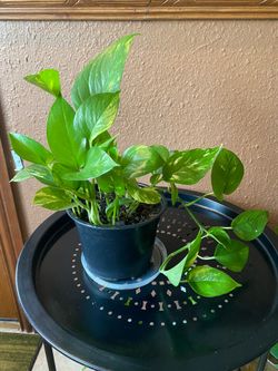 Pothos, Teléfono