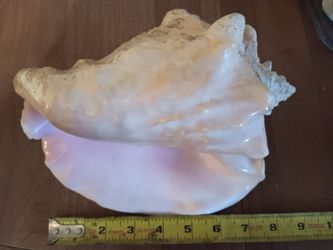 Queen Conch Shell